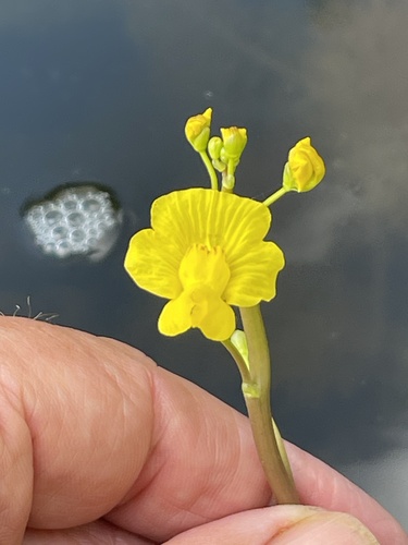 Florida yellow bladderwort (Utricularia floridana)