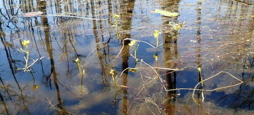 Florida yellow bladderwort (Utricularia floridana)