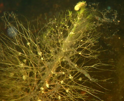 Florida yellow bladderwort (Utricularia floridana)