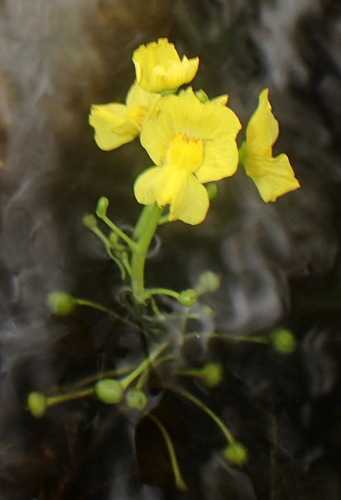 Florida yellow bladderwort (Utricularia floridana)
