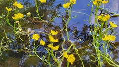 Florida yellow bladderwort (Utricularia floridana)