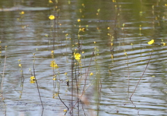Florida yellow bladderwort (Utricularia floridana)