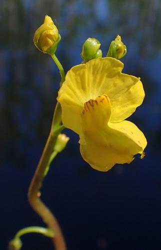 Florida yellow bladderwort (Utricularia floridana)