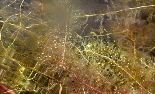 Florida yellow bladderwort (Utricularia floridana)