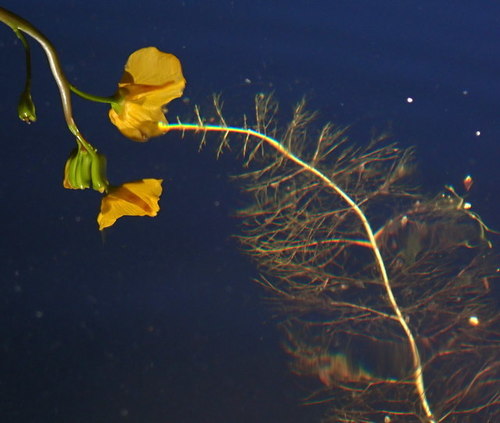 Florida yellow bladderwort (Utricularia floridana)