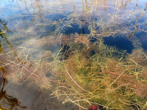 Florida yellow bladderwort (Utricularia floridana)