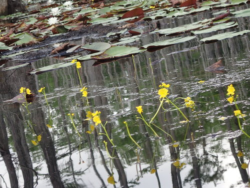 Florida yellow bladderwort (Utricularia floridana)