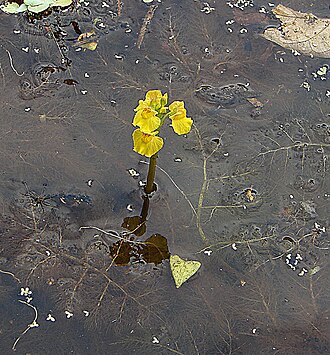 Leafy bladderwort: A carnivorous bladderwort floating in the flood waters of the Amazon River in Colombia. It is known as Soldadito (little soldier) for its upright stature. In co