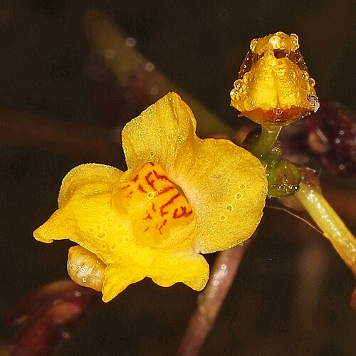 Leafy bladderwort: Leafy Bladderwort - Utricularia foliosa, Okaloacoochee Slough State Forest, Felda, Florida, February 4, 2022