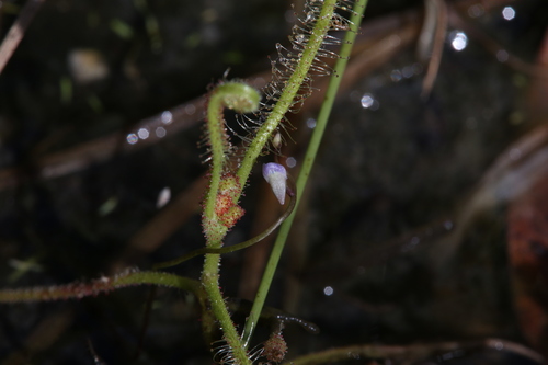 Utricularia foveolata (Utricularia foveolata)