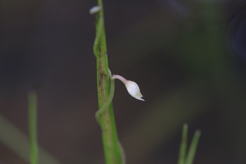Utricularia foveolata (Utricularia foveolata)