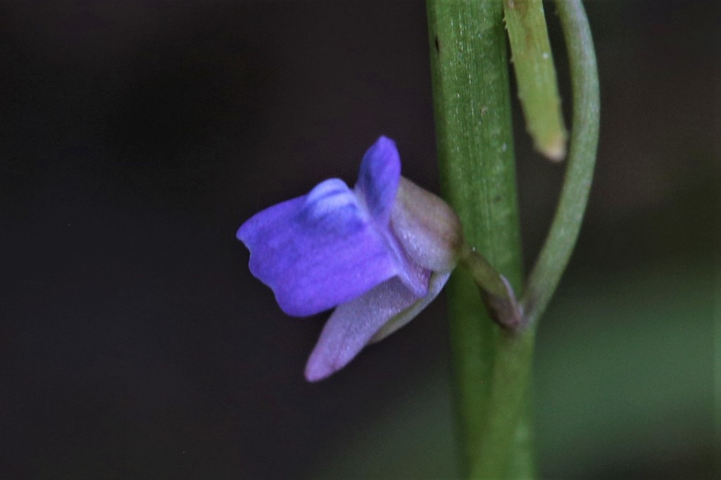 Utricularia foveolata (Utricularia foveolata)