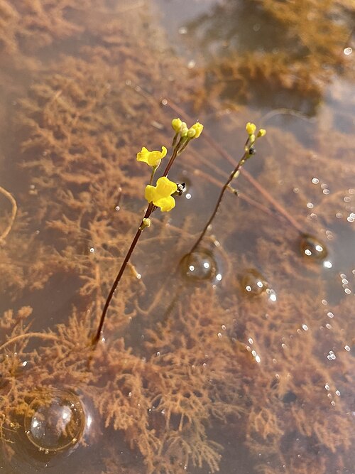 Hiddenfruit bladderwort: Utricularia geminiscapa