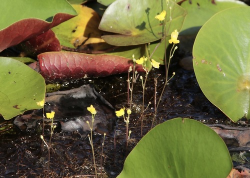 Hiddenfruit bladderwort (Utricularia geminiscapa)