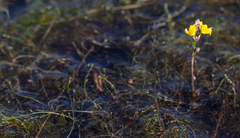 Hiddenfruit bladderwort (Utricularia geminiscapa)