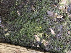 Hiddenfruit bladderwort (Utricularia geminiscapa)