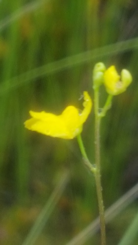 Hiddenfruit bladderwort (Utricularia geminiscapa)