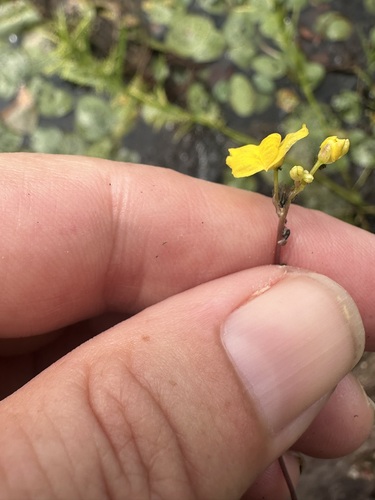 Hiddenfruit bladderwort (Utricularia geminiscapa)