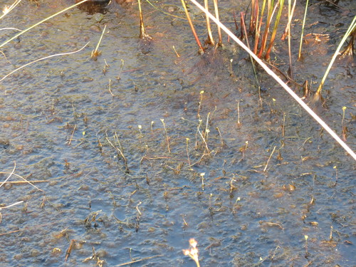 Hiddenfruit bladderwort (Utricularia geminiscapa)