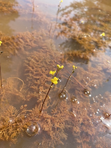 Hiddenfruit bladderwort (Utricularia geminiscapa)