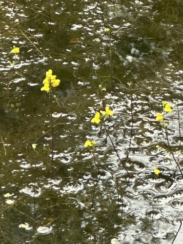 Hiddenfruit bladderwort (Utricularia geminiscapa)