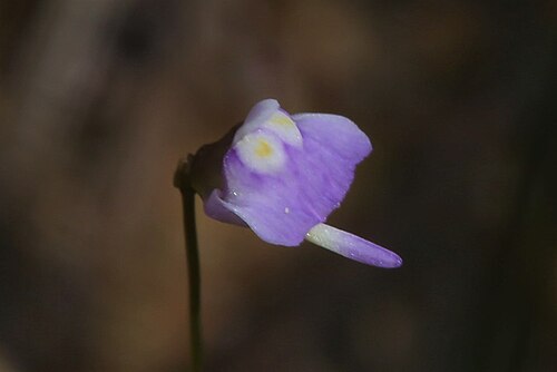 Utricularia geoffrayi: Utricularia geoffrayi in Australia