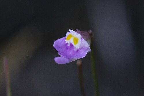 Utricularia geoffrayi: Utricularia geoffrayi in Australia