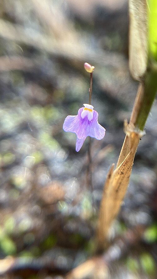 Utricularia geoffrayi: Utricularia geoffrayi in Cambodia