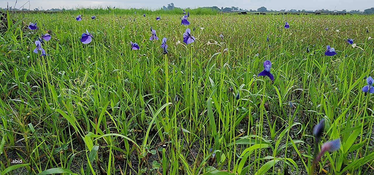 Utricularia graminifolia: Madayippara, kannur, kerala