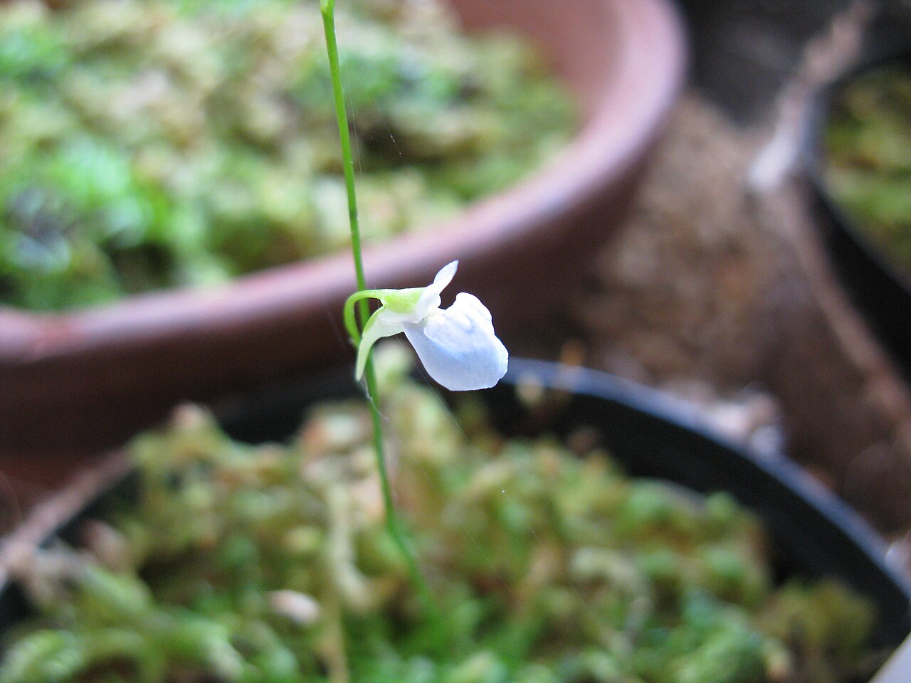 Utricularia graminifolia: ウォーターロン