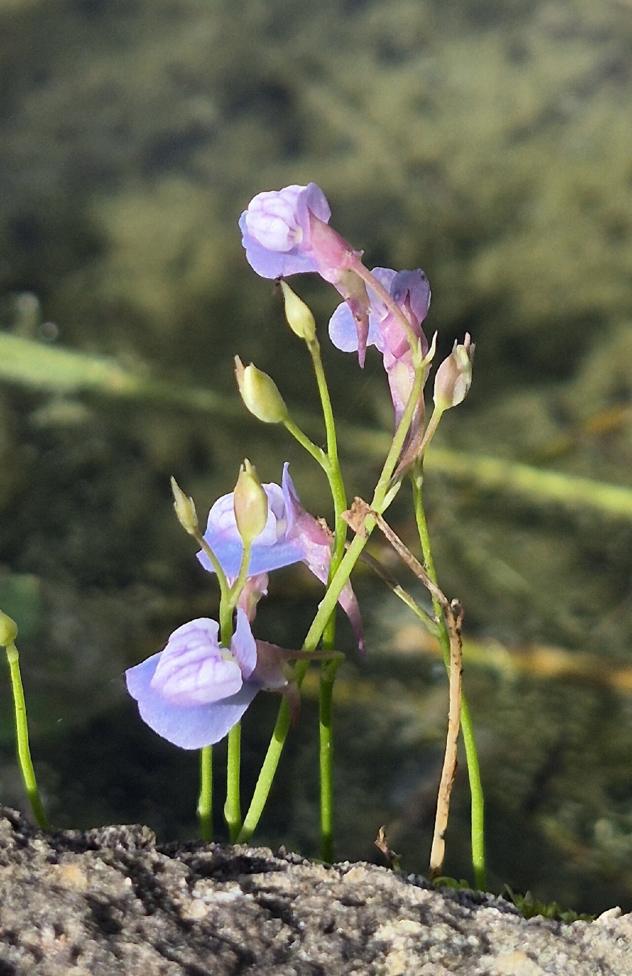 Utricularia graminifolia: Utricularia graminifolia, Instituto de Biociências, 2026-05-04 (iNaturalist).
