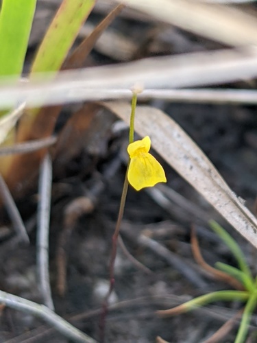 Utricularia guyanensis (Utricularia guyanensis)