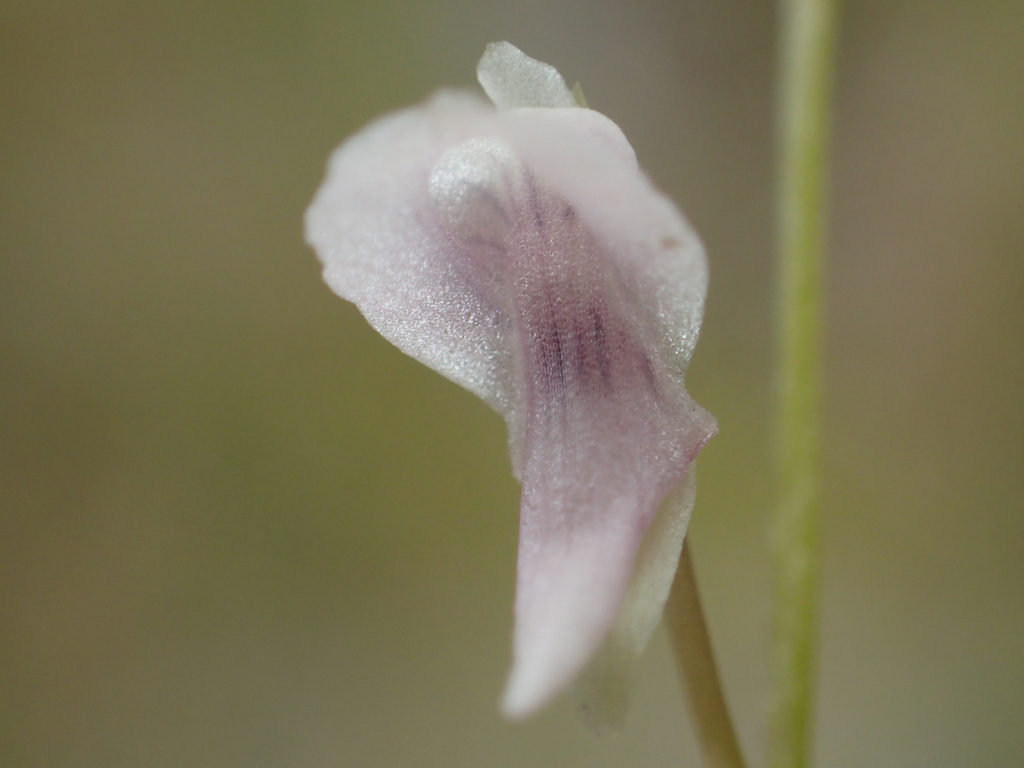 Utricularia heterosepala (Utricularia heterosepala)