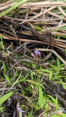 Utricularia heterosepala (Utricularia heterosepala)