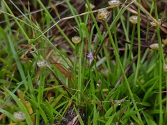 Utricularia heterosepala (Utricularia heterosepala)
