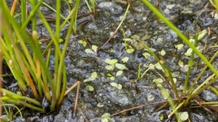 Utricularia heterosepala (Utricularia heterosepala)
