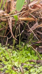 Utricularia heterosepala (Utricularia heterosepala)
