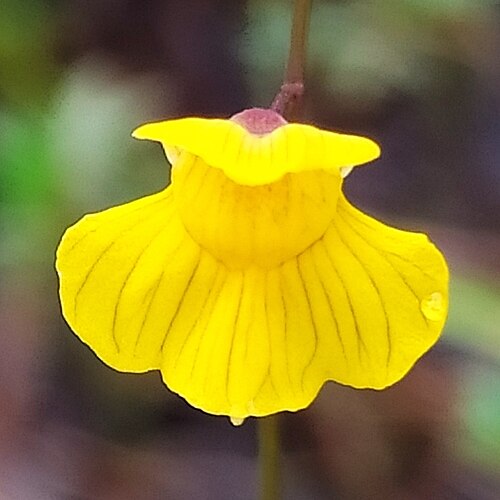 Utricularia hispida: Utricularia hispida in French Guiana
