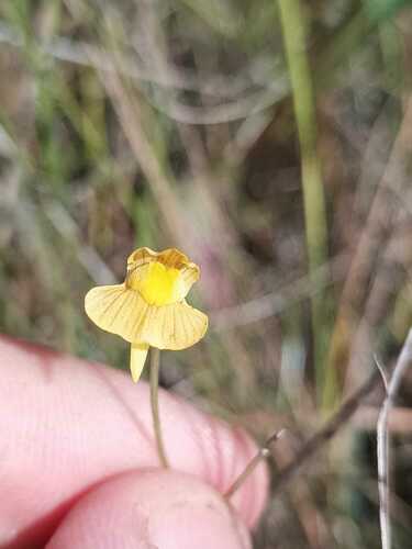 Utricularia hispida (Utricularia hispida)