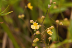 Utricularia hispida (Utricularia hispida)