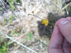 Utricularia hispida (Utricularia hispida)