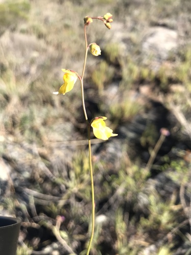 Utricularia hispida (Utricularia hispida)