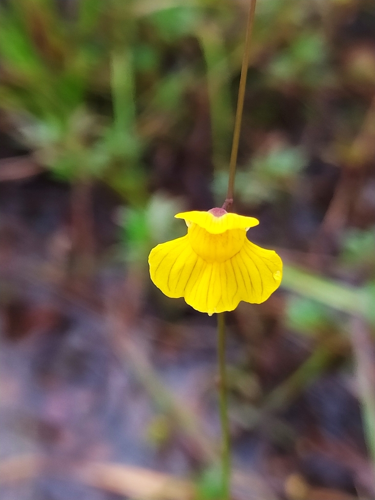Utricularia hispida (Utricularia hispida)