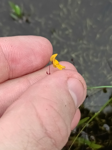 Utricularia hispida (Utricularia hispida)