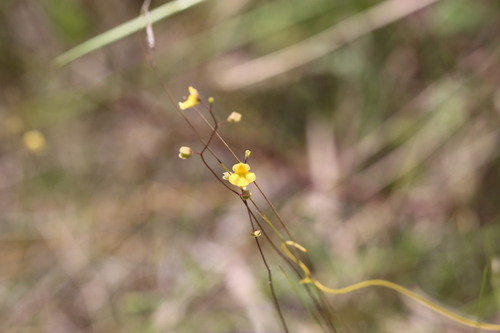 Utricularia hispida (Utricularia hispida)