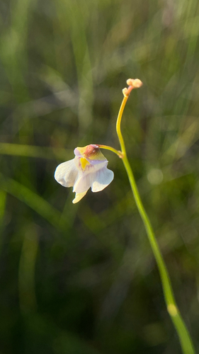 Utricularia hispida (Utricularia hispida)