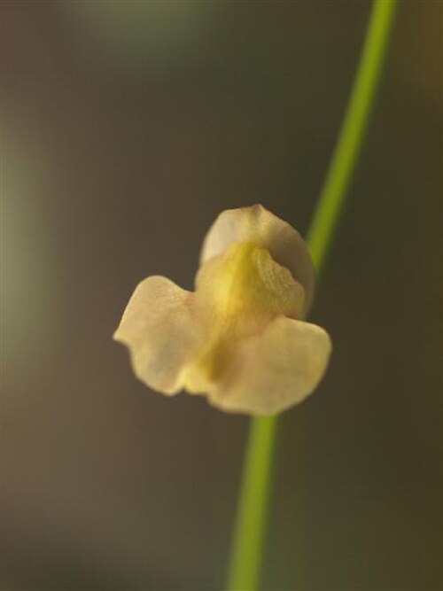 Utricularia hispida: Utricularia hispida