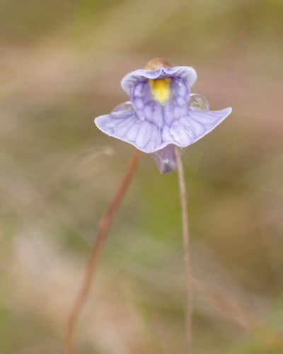 Utricularia hispida (Utricularia hispida)