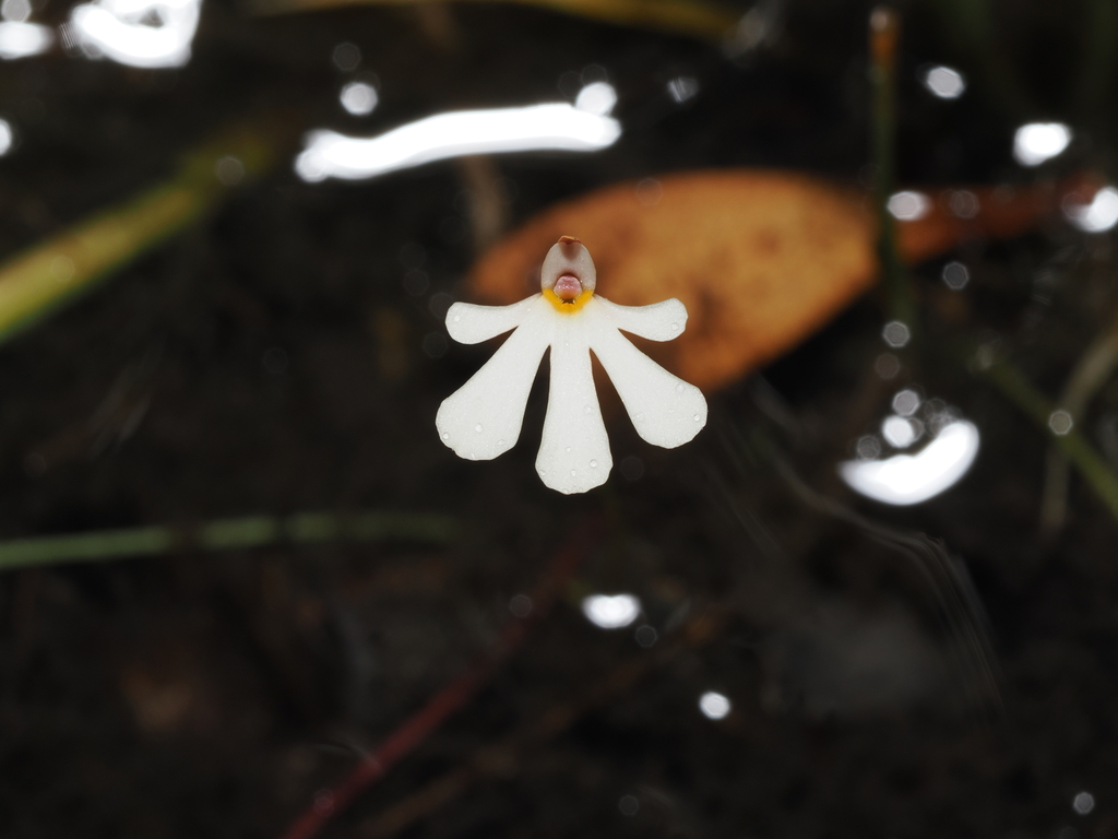 Utricularia holtzei (Utricularia holtzei)