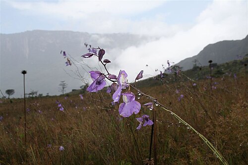 Utricularia humboldtii: Utricularia humboldtii of mount Roraima, Venezuela